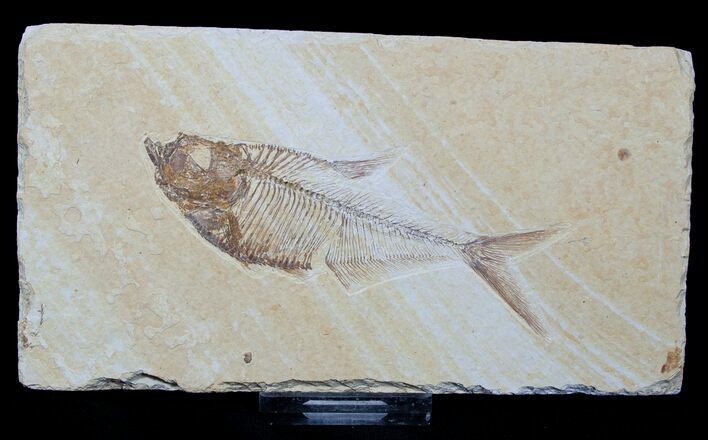 Inch Diplomystus Fossil Fish #1548